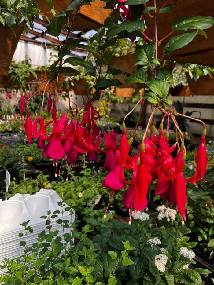 Images Satsop Landscaping & Nursery