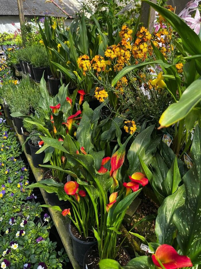 Images Satsop Landscaping & Nursery