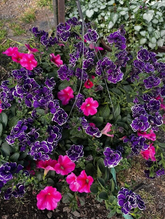Images Satsop Landscaping & Nursery