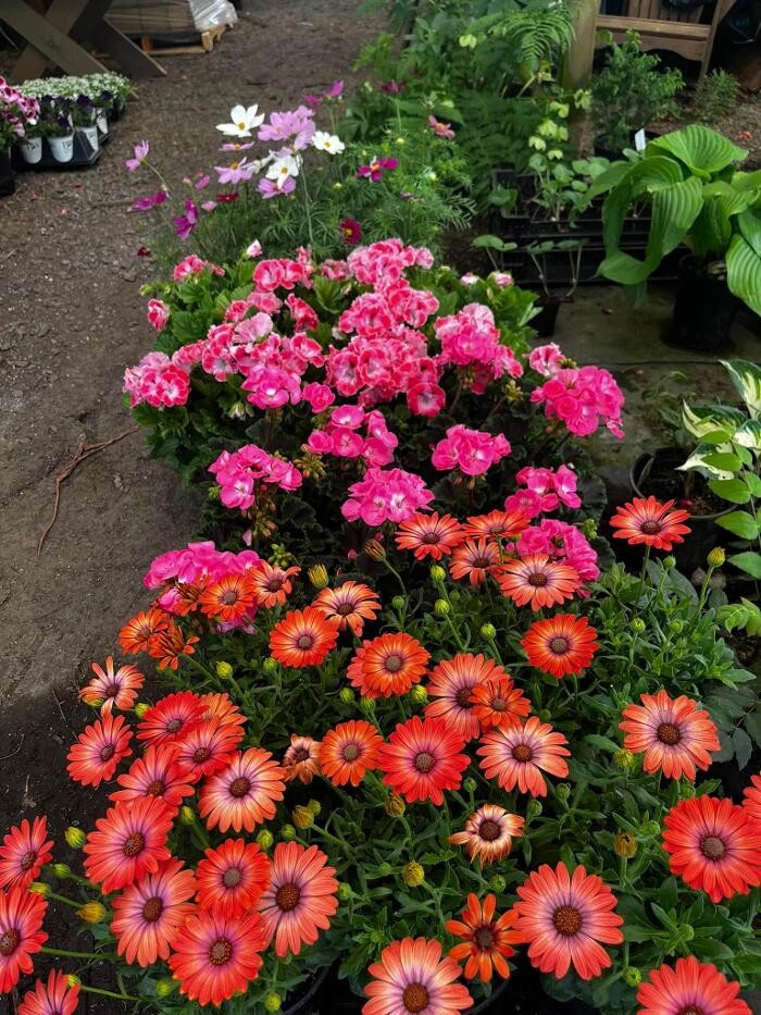 Images Satsop Landscaping & Nursery