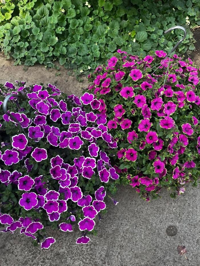 Images Satsop Landscaping & Nursery