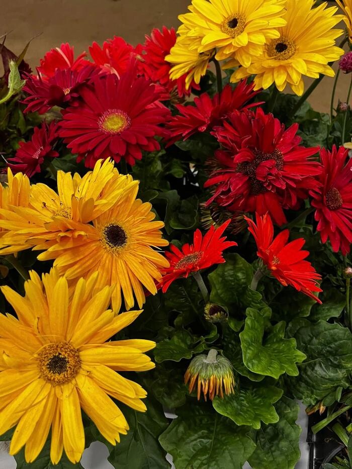 Images Satsop Landscaping & Nursery