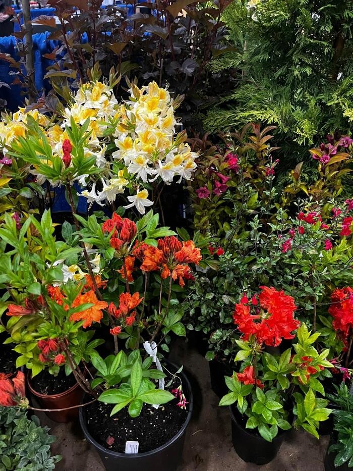 Images Satsop Landscaping & Nursery