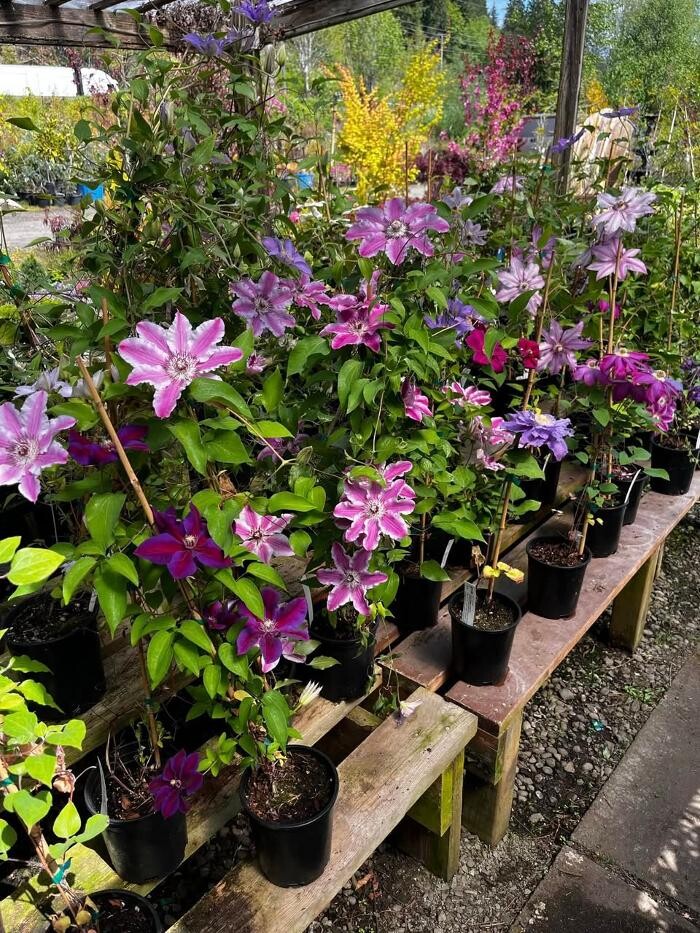 Images Satsop Landscaping & Nursery