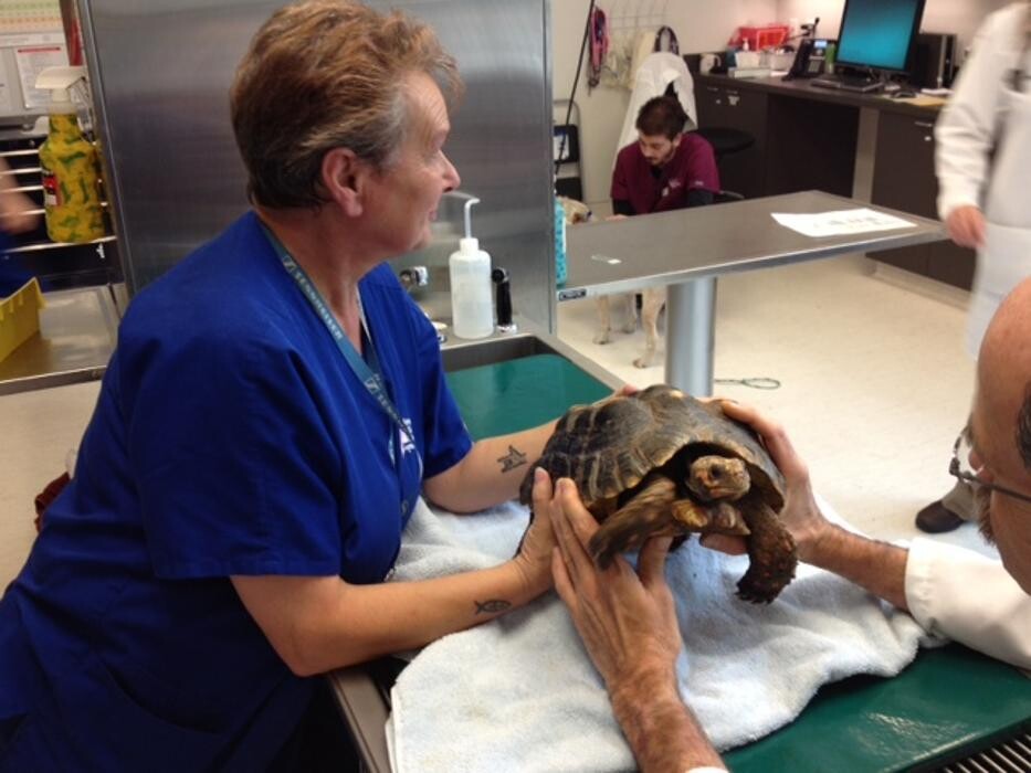Images Seven Hills Veterinary Hospital