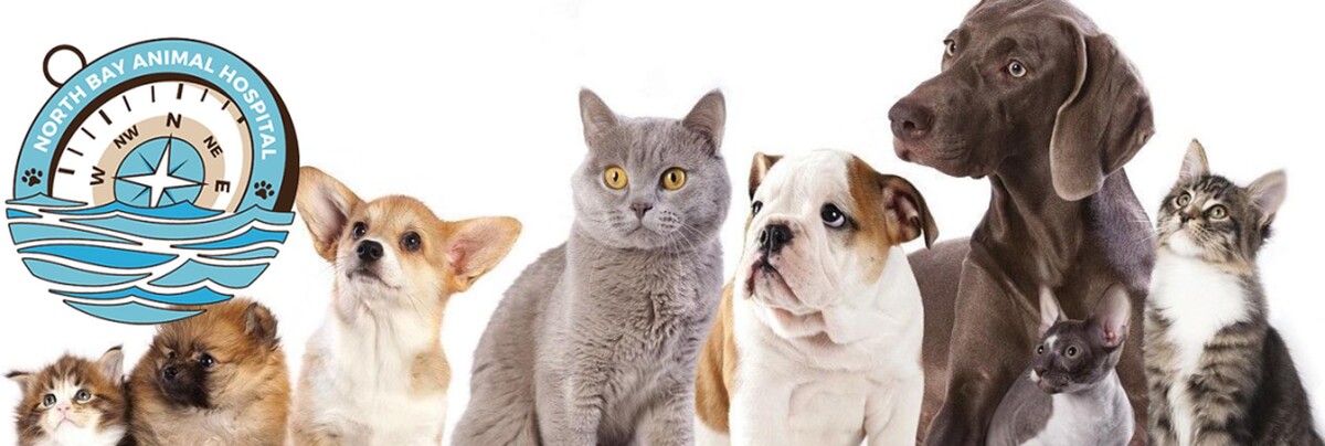 Images North Bay Animal Hospital Inc