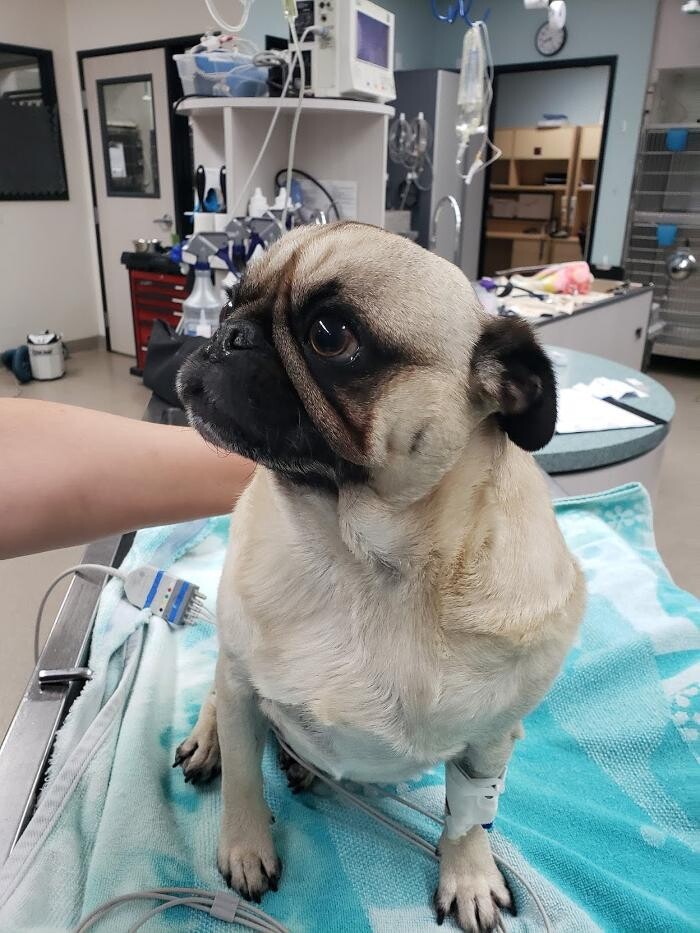 Images Animal Urgent Care