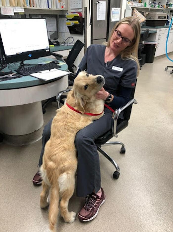 Images Animal Urgent Care