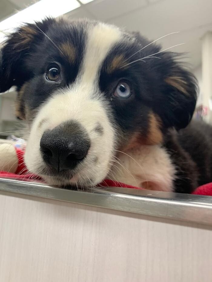 Images Animal Urgent Care