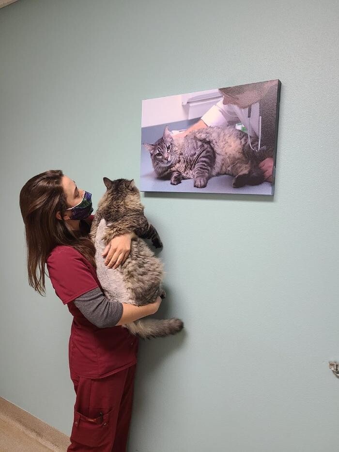 Images Animal Urgent Care