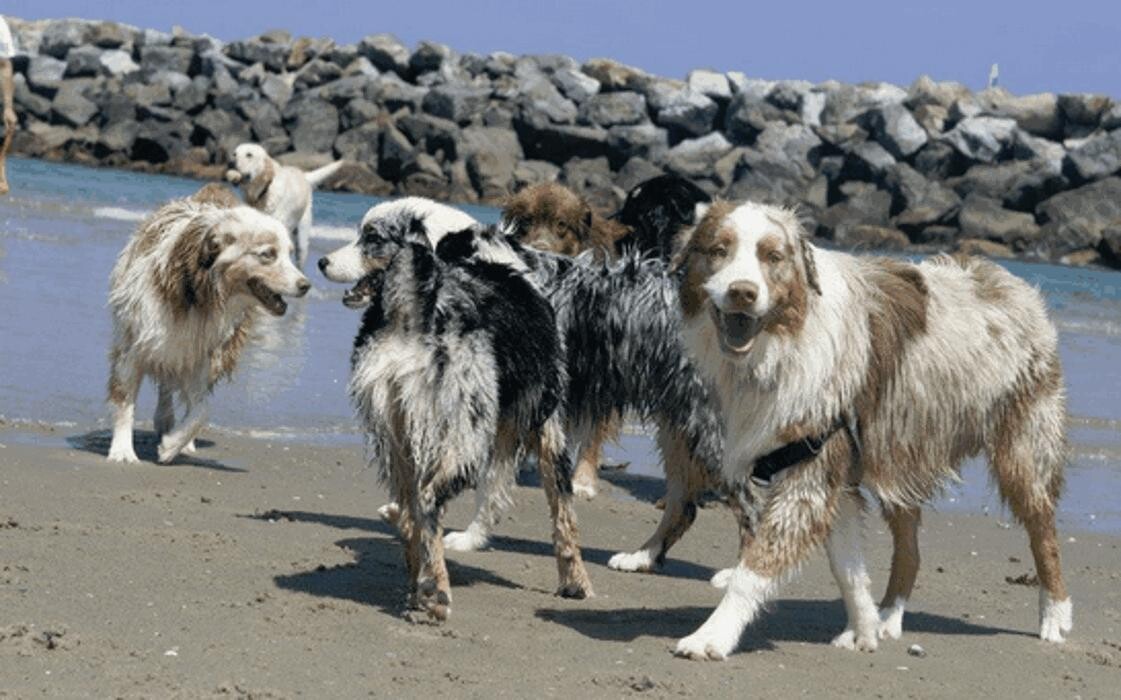 Images Animal Urgent Care