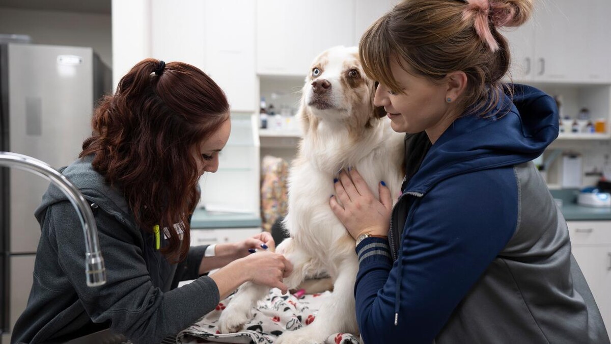 Images Animal Urgent Care