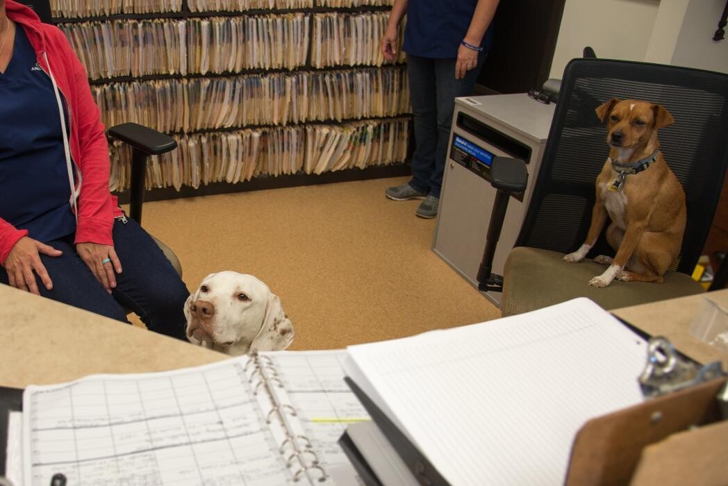 Images Animal Urgent Care