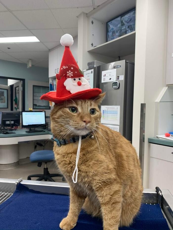 Images Animal Urgent Care