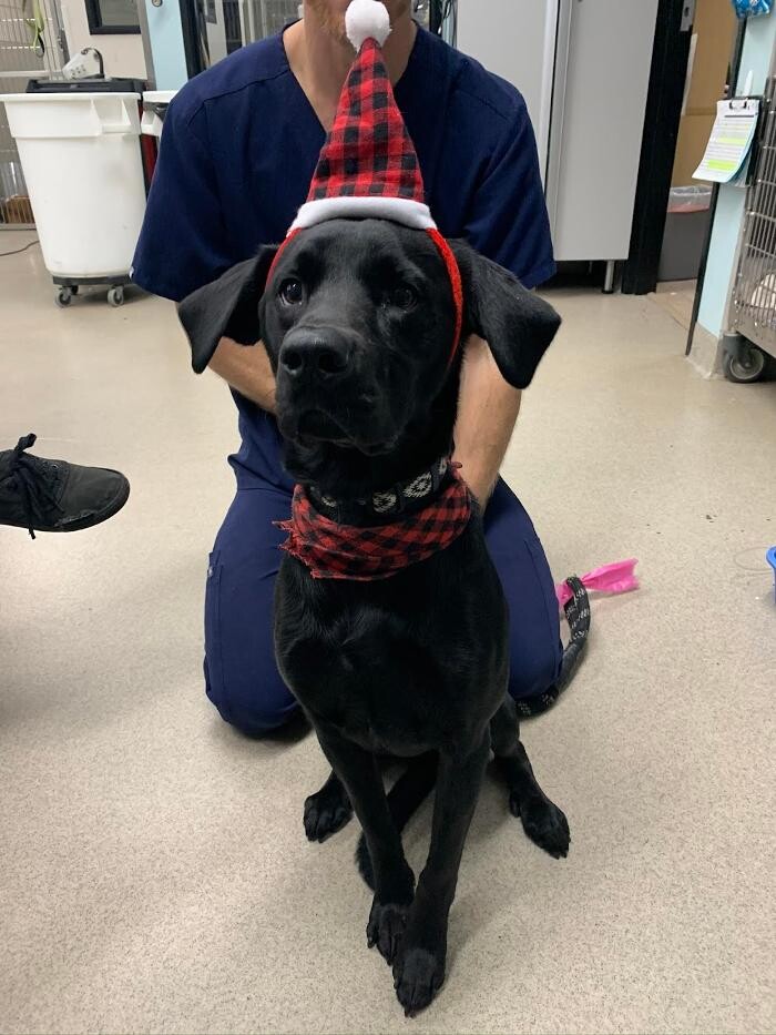 Images Animal Urgent Care