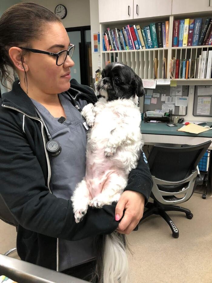 Images Animal Urgent Care