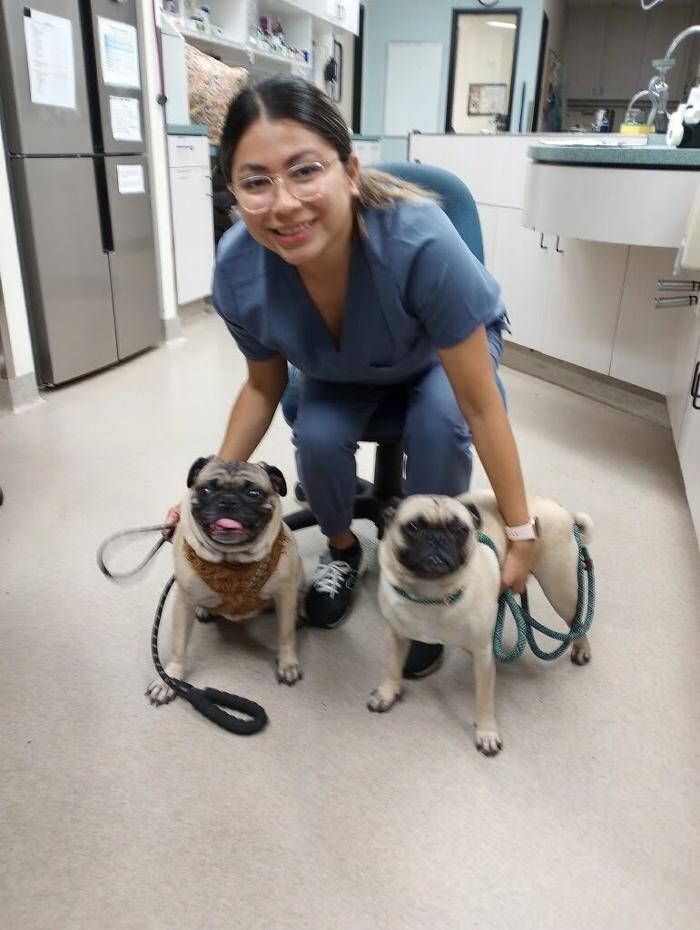 Images Animal Urgent Care