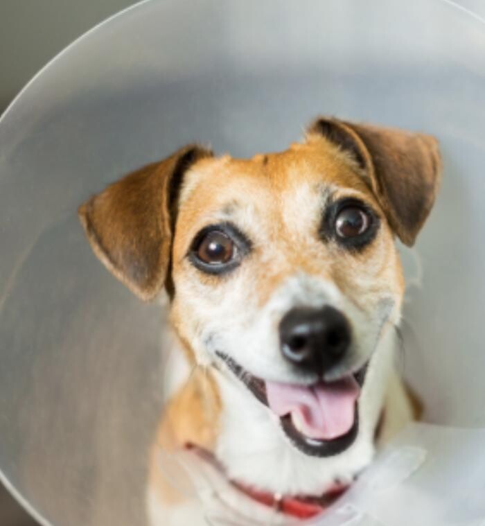 Images Lakeway Veterinary Hospital