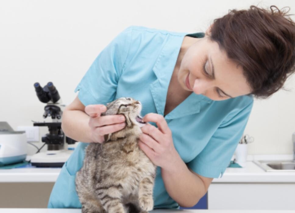 Images Lakeway Veterinary Hospital