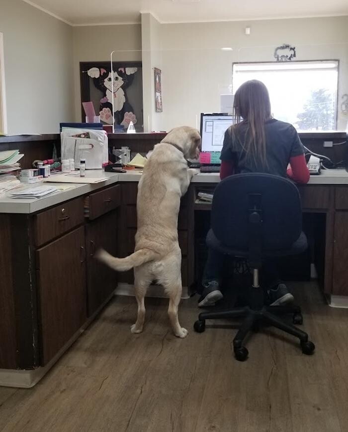 Images Lakeway Veterinary Hospital