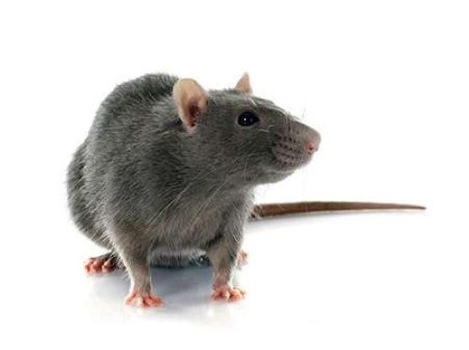 Images Lloyd Pest & Termite Control