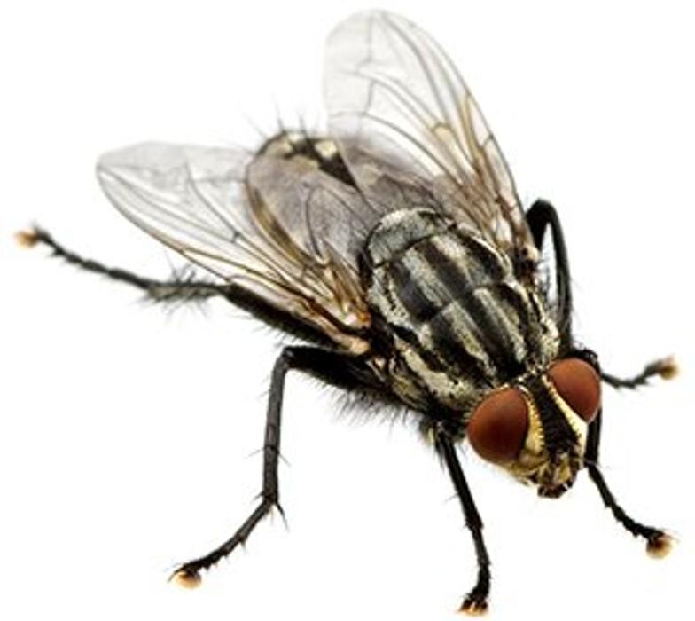 Images Lloyd Pest & Termite Control