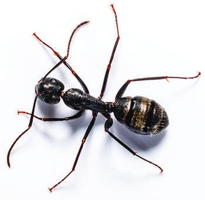 Images Lloyd Pest & Termite Control