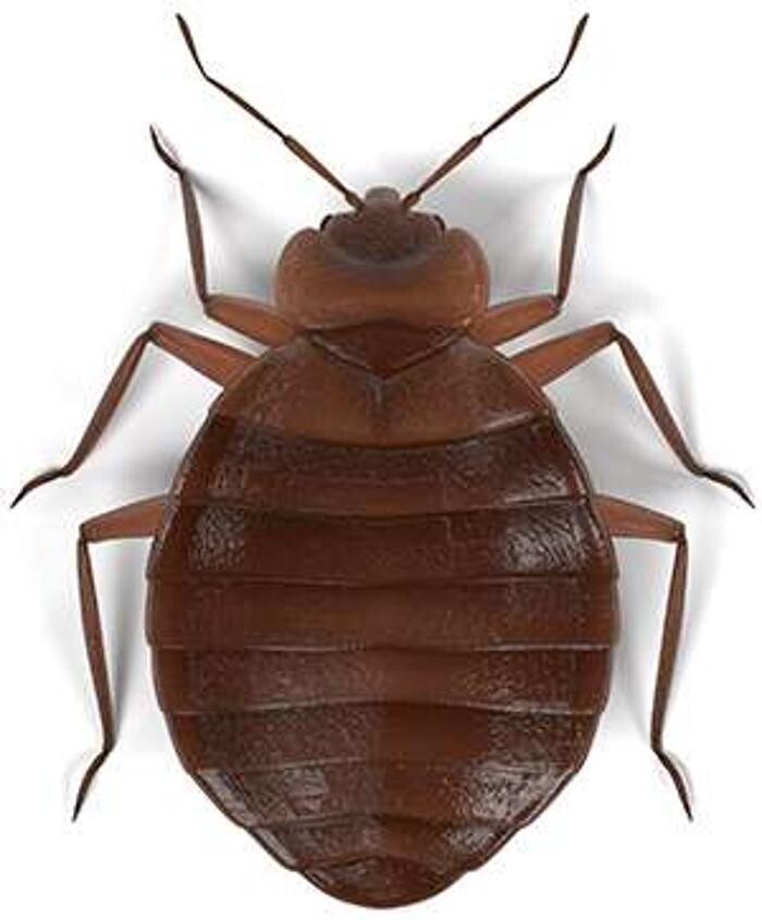 Images Lloyd Pest & Termite Control