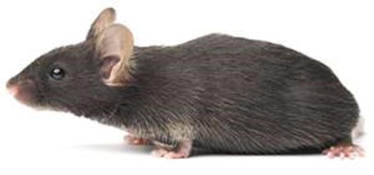 Images Lloyd Pest & Termite Control