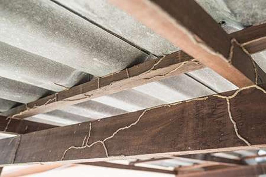 Images Lloyd Pest & Termite Control
