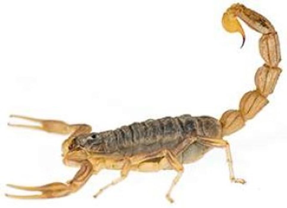 Images Lloyd Pest & Termite Control