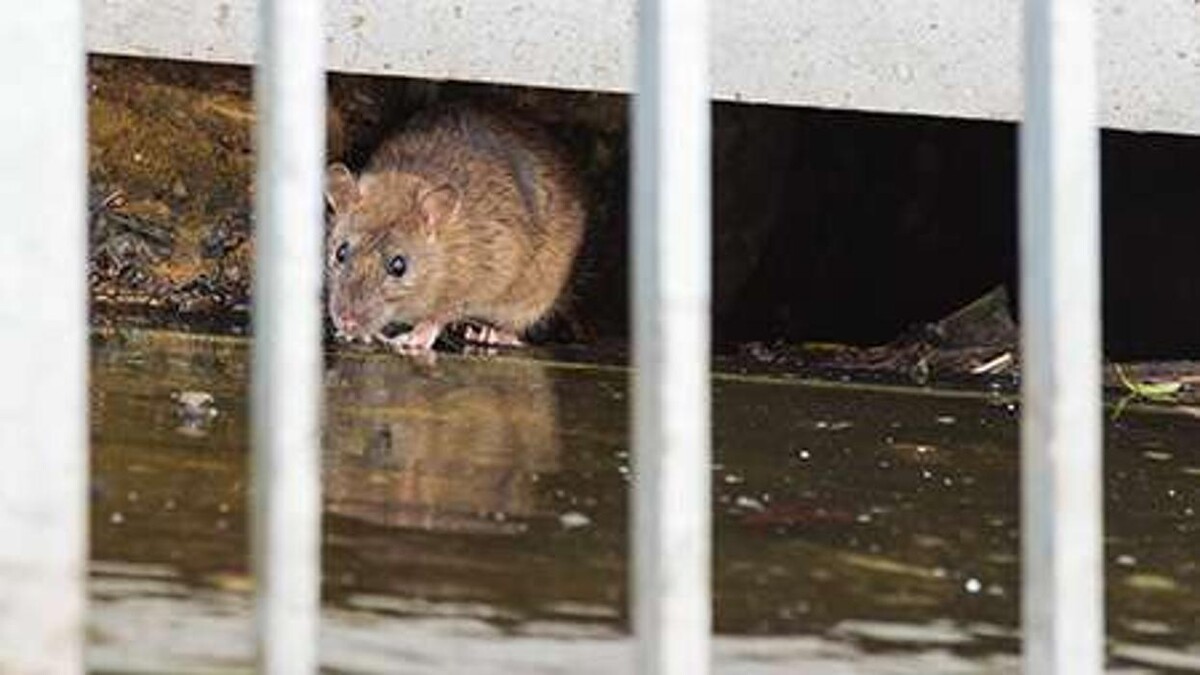 Images Lloyd Pest & Termite Control