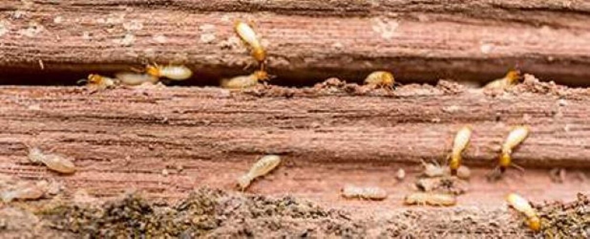 Images Lloyd Pest & Termite Control