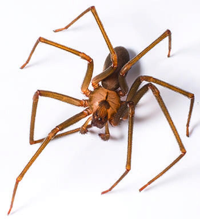 Images Lloyd Pest & Termite Control