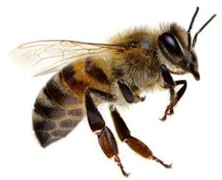 Images Lloyd Pest & Termite Control