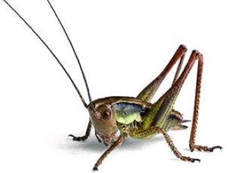 Images Lloyd Pest & Termite Control