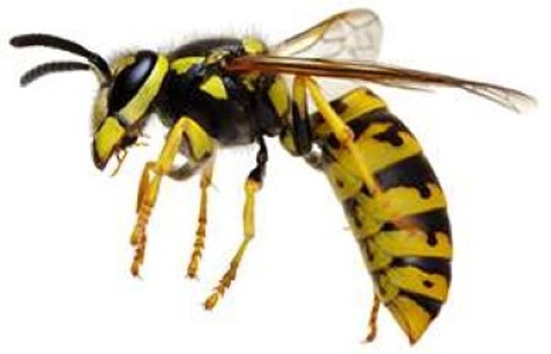 Images Lloyd Pest & Termite Control