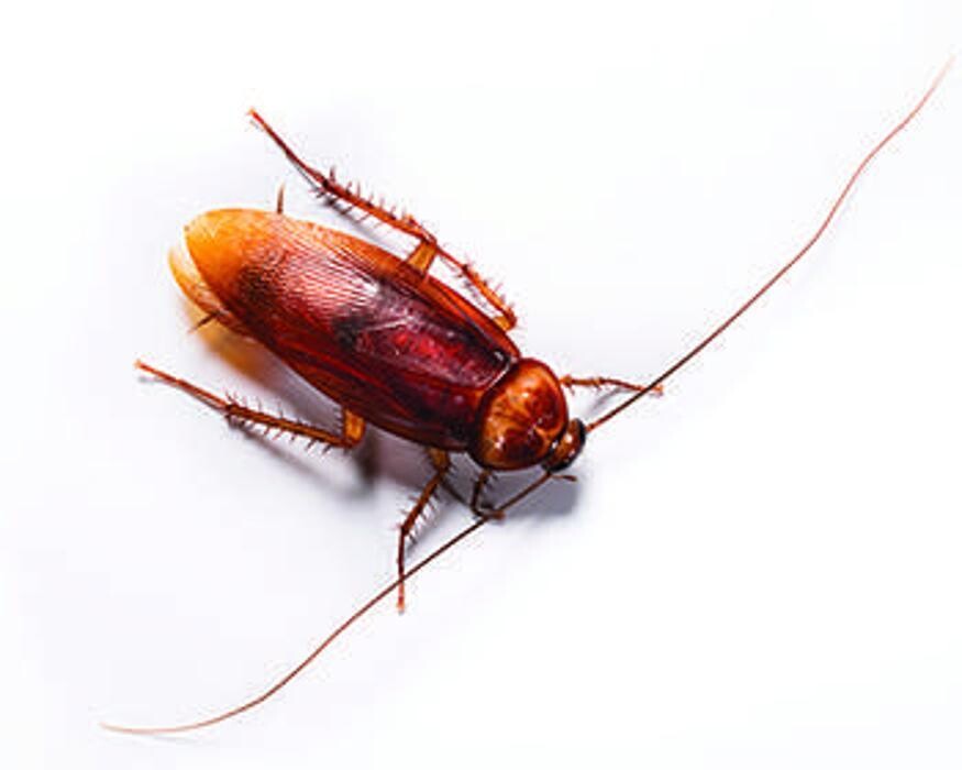 Images Lloyd Pest & Termite Control
