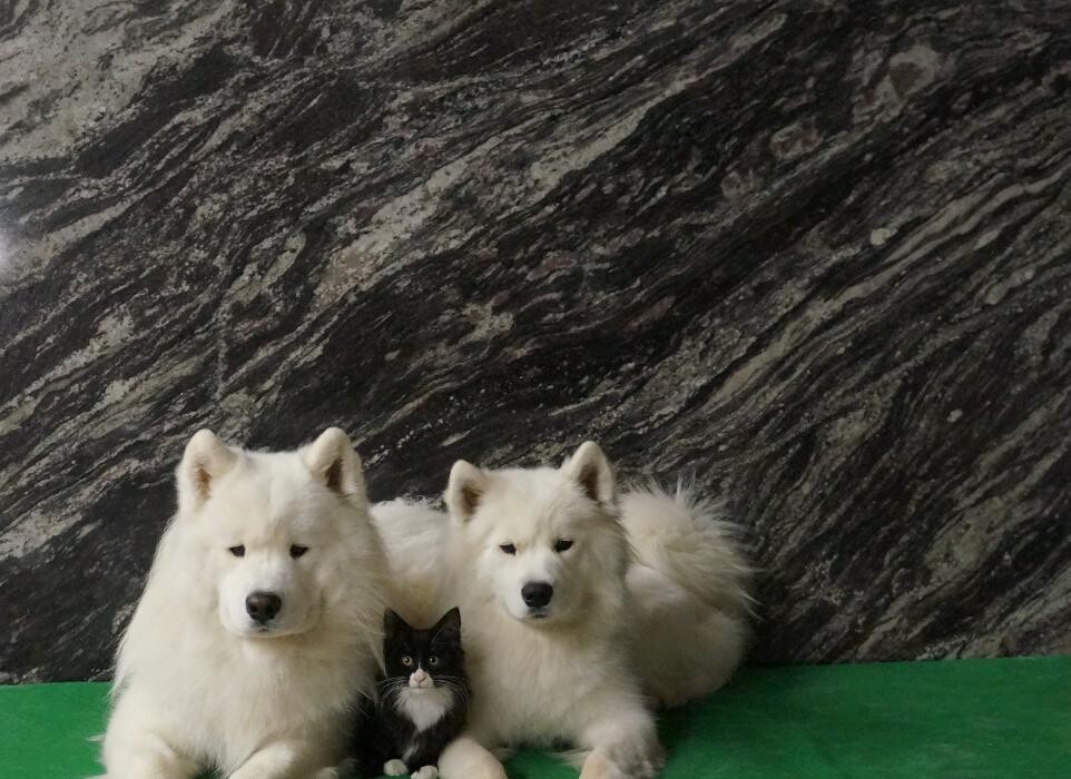 Images Santo C. DeSpirt Marble & Granite