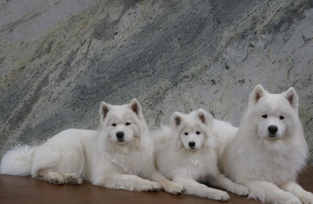 Images Santo C. DeSpirt Marble & Granite