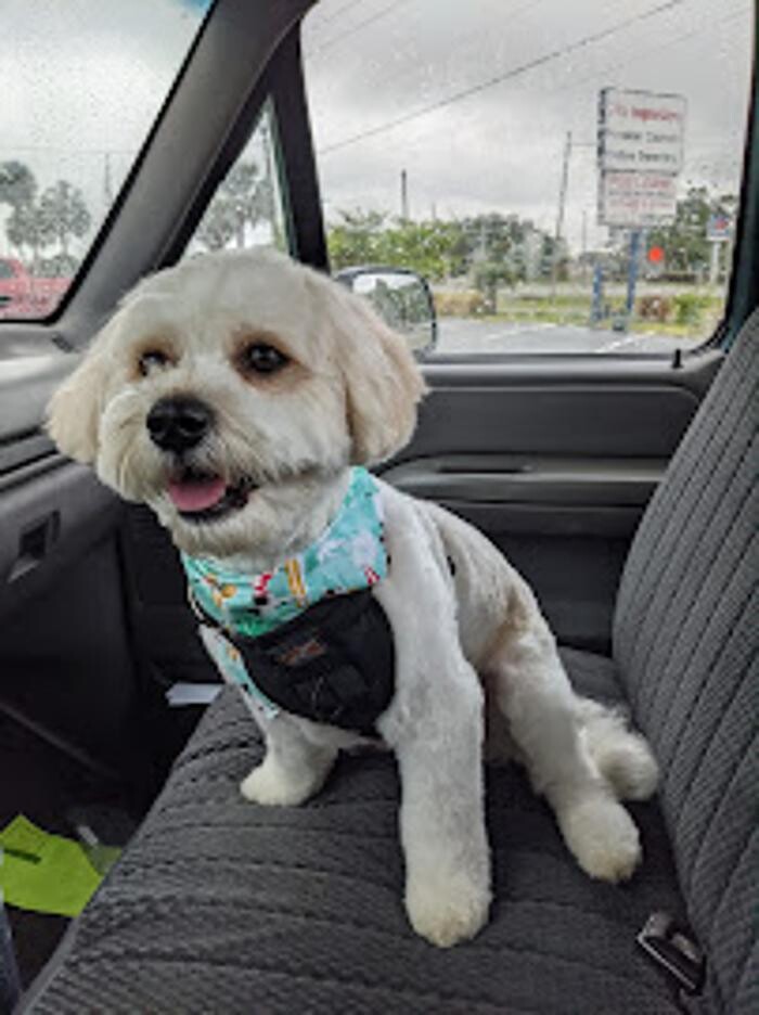 Images Pet Center