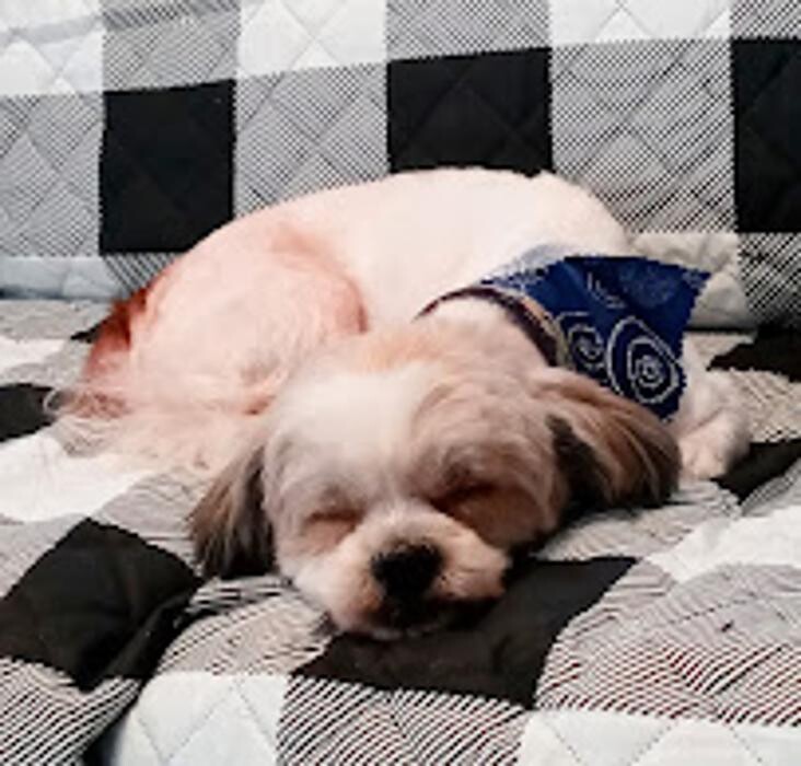 Images Pet Center