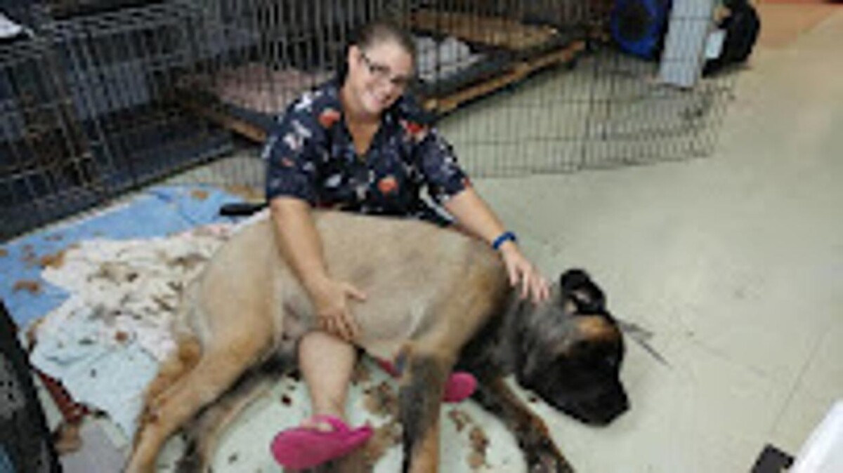 Images Pet Center