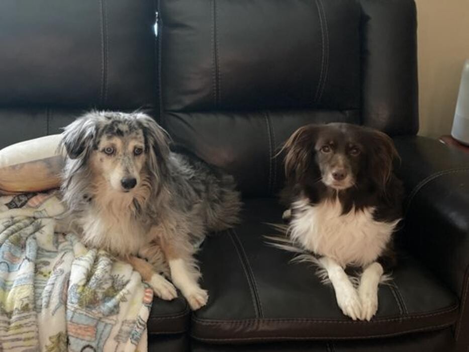 Images Pet Center