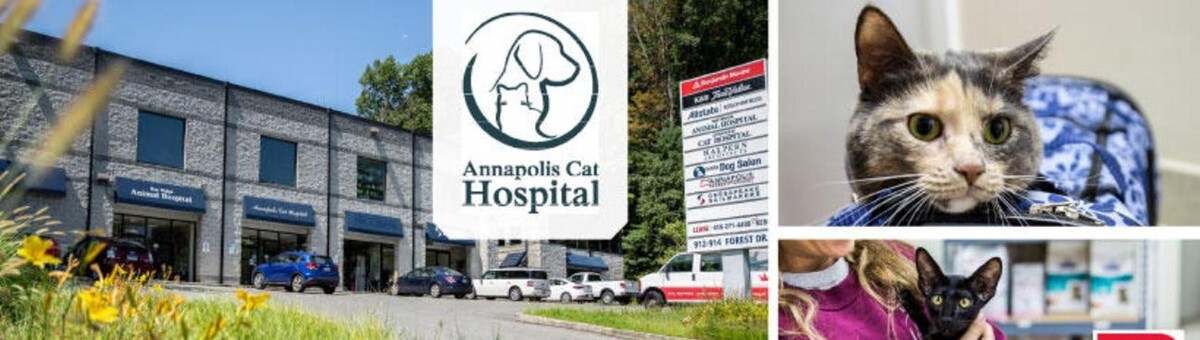 Images Annapolis Cat Hospital
