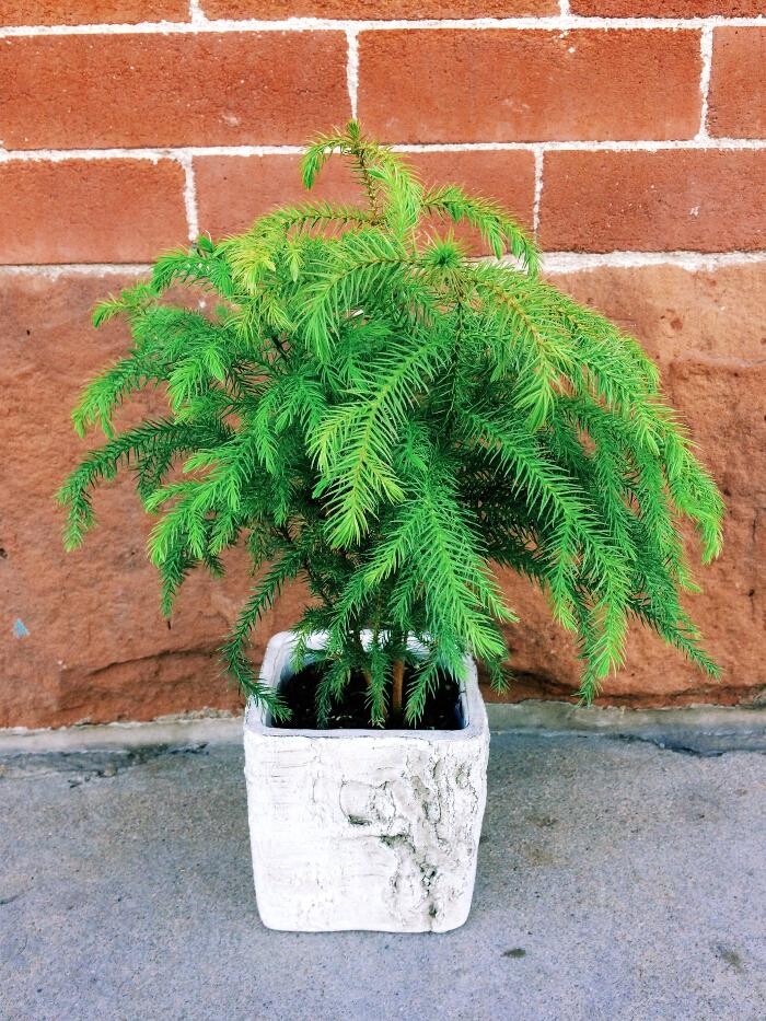 Images Paul Wood Florist