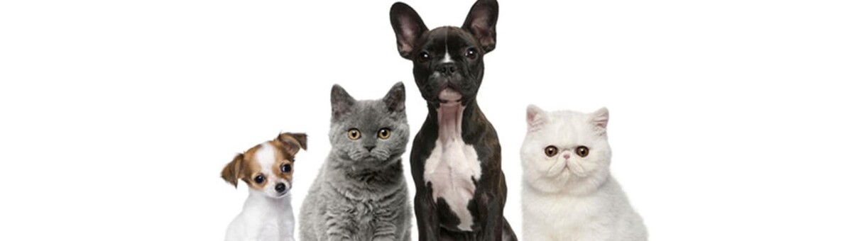 Images Animal Hospital of O'Fallon