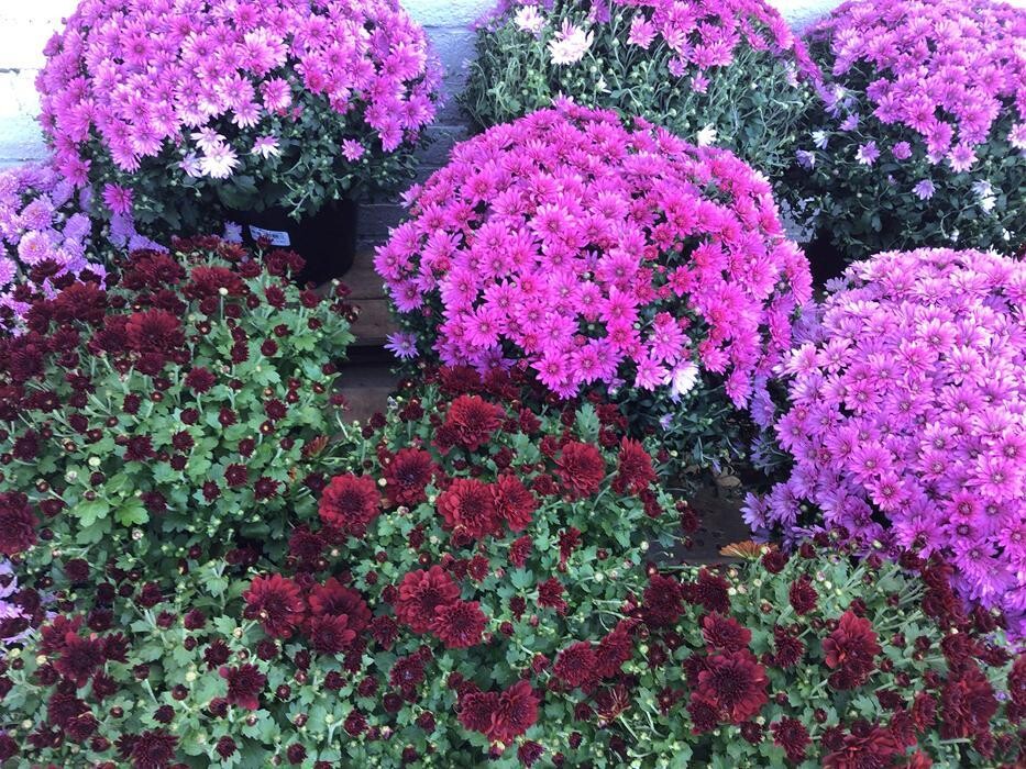 Images Tractor Supply Co.