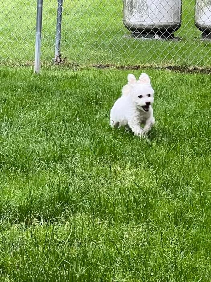 Images Luxemburg Pet Resort