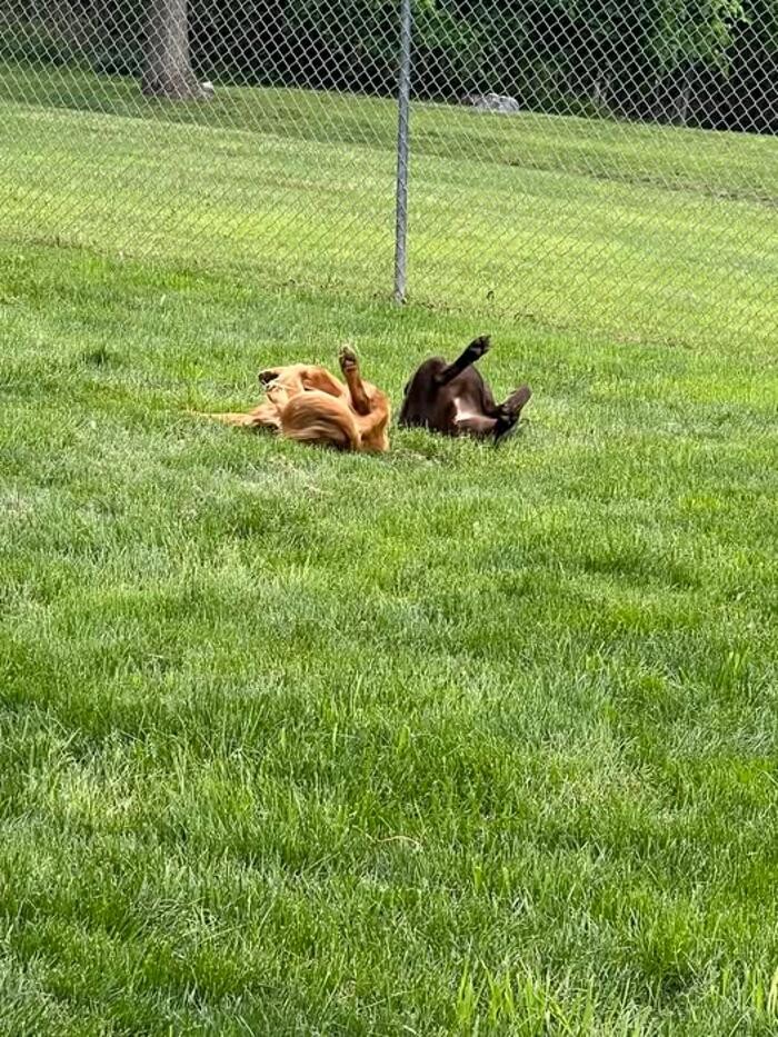 Images Luxemburg Pet Resort